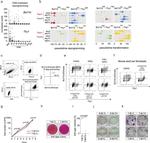 CD90.2 (Thy-1.2) Antibody in Flow Cytometry (Flow)