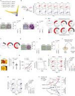 CD90.2 (Thy-1.2) Antibody in Flow Cytometry (Flow)