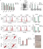 CD133 (Prominin-1) Antibody in Flow Cytometry (Flow)