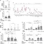 CD335 (NKp46) Antibody in Flow Cytometry (Flow)