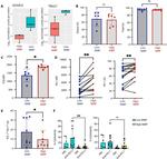 EOMES Antibody in Flow Cytometry (Flow)