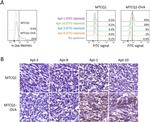 OVA257-264 (SIINFEKL) peptide bound to H-2Kb Antibody in Flow Cytometry (Flow)