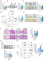 FOXP3 Antibody in Immunohistochemistry (IHC)
