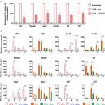 IFNAR1 Antibody in Neutralization (Neu)