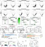 Phospho-CREB (Ser133) Antibody in Flow Cytometry (Flow)