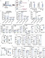 TOX Antibody in Flow Cytometry (Flow)