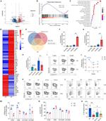 IL-22 Antibody in Flow Cytometry (Flow)
