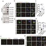 CD282 (TLR2) Antibody in Western Blot (WB)