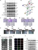 Snail1 Antibody in Western Blot (WB)