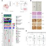 GFAP Antibody in Immunohistochemistry (IHC)
