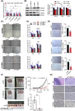 gamma Tubulin Antibody in Western Blot (WB)
