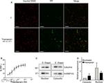 hnRNP A1 Antibody in Western Blot (WB)