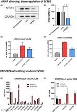 SF3B1 Antibody in Western Blot (WB)