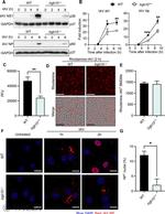 Influenza A NP Antibody in Western Blot (WB)