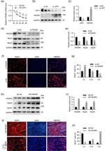 PIK3R5 Antibody in Western Blot (WB)