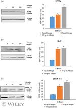 PCNA Antibody in Western Blot (WB)