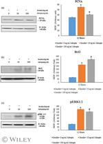 PCNA Antibody in Western Blot (WB)