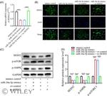 SESN2 Antibody in Western Blot (WB)