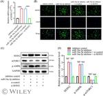 SESN2 Antibody in Western Blot (WB)