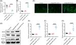 Beclin 1 Antibody in Western Blot (WB)