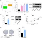 FOXD2 Antibody in Western Blot (WB)