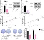 FOXD2 Antibody in Western Blot (WB)