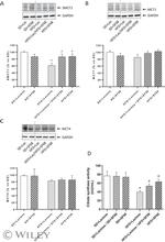 MCT1 Antibody in Western Blot (WB)