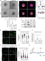 Fibulin 2 Antibody in Western Blot (WB)