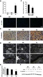 ZO-1 Antibody in Immunocytochemistry (ICC/IF)