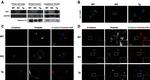 E-cadherin Antibody in Immunocytochemistry (ICC/IF)