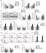 GPX4 Antibody in Western Blot (WB)