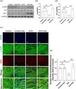 Phospho-Nrf2 (Ser40) Antibody in Western Blot (WB)