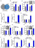 BCAR3 Antibody in Western Blot (WB)