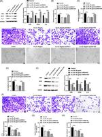 VEGF Antibody in Western Blot (WB)
