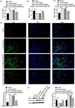 COX2 Antibody in Western Blot (WB)