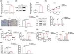 SLC9A2 Antibody in Western Blot (WB)