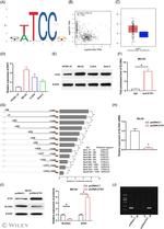 SLC9A2 Antibody in Western Blot (WB)
