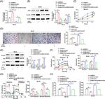 SLC9A2 Antibody in Western Blot (WB)