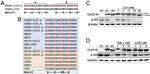 SARS Coronavirus Nucleocapsid Antibody in Western Blot (WB)