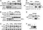 SARS Coronavirus Nucleocapsid Antibody in Western Blot (WB)