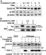 SARS Coronavirus Nucleocapsid Antibody in Western Blot (WB)