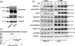 Melan-A Antibody in Western Blot (WB)