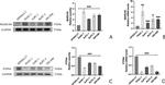 PTPN4 Antibody in Western Blot (WB)