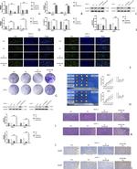 MARCH8 Antibody in Western Blot (WB)