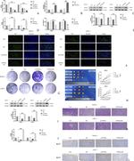 PTPN4 Antibody in Western Blot (WB)