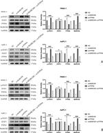 MARCH8 Antibody in Western Blot (WB)