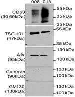CD63 Antibody in Western Blot (WB)