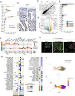 OVGP1 Antibody in Immunohistochemistry (IHC)