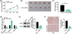 Nova-2 Antibody in Western Blot (WB)