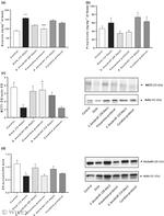 MCT1 Antibody in Western Blot (WB)